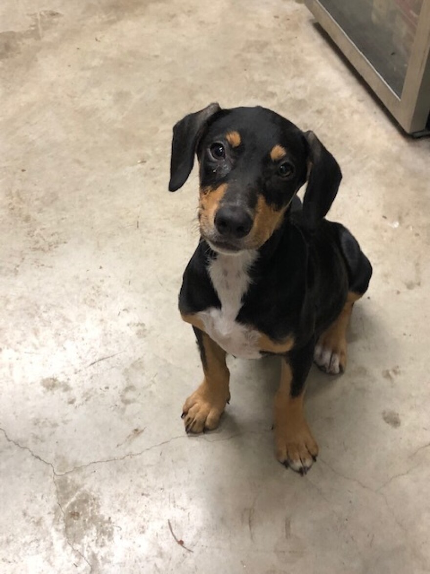 Missy is a 4-month-old female Hound. She's also up for adoption at Louie's Legacy.